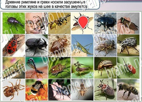 Игра Горячо-Холодно ответы Уровень 3917 бабочка Адмирал