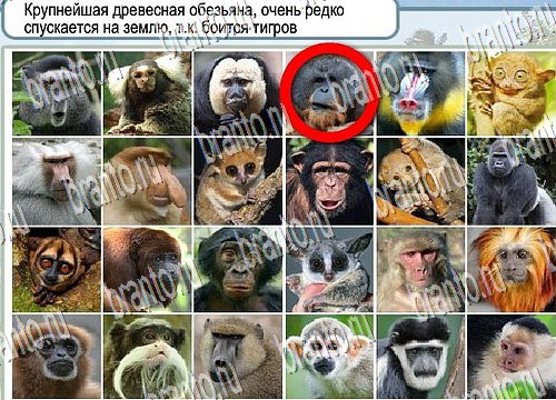 ответы на игру в одноклассниках Горячо-Холодно Уровень 3936 Голубика