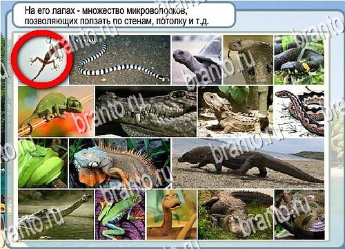 Помощь на игру Горячо-Холодно Уровень 3964 Кузя