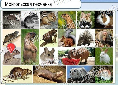 Игра Горячо-Холодно ответы Уровень 3977 бабочка Адмирал