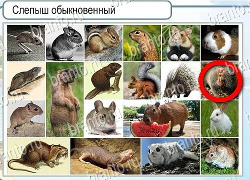 Помощь на игру Горячо-Холодно Уровень 3994 Кузя