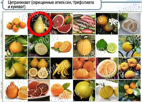 Горячо-Холодно ответы в картинках Уровень 4016 Александр Демьяненко