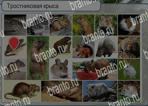 Помощь на игру Горячо-Холодно Уровень 4054 Кузя