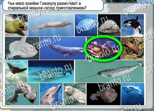 Помощь на игру Горячо-Холодно Уровень 4084 Кузя