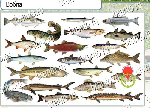 решебник на игру Горячо-Холодно Уровень 4121 Сербия