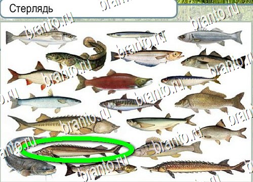 Горячо-Холодно решения Уровень 4132 Урал-4320-0111-41