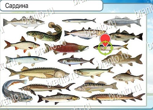 Помощь на игру Горячо-Холодно Уровень 4174 Кузя