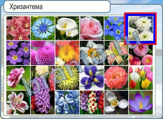 Подсказки Горячо-Холодно Уровень 422 хризантема