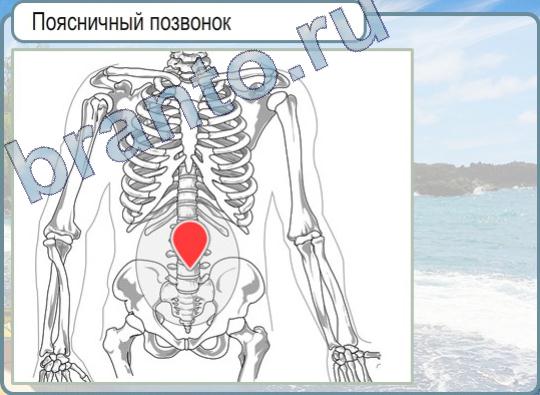 Игра Горячо-Холодно подсказки Уровень 438 поясничный позвонок