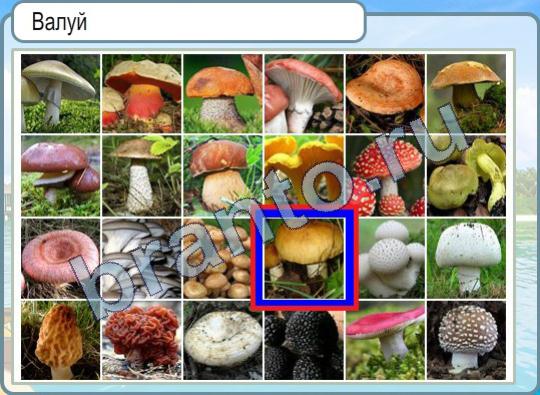 Горячо-Холодно подсказки Уровень 459 гриб валуй