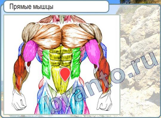 Горячо-Холодно игра подсказки Уровень 594 прямые мышцы у человека