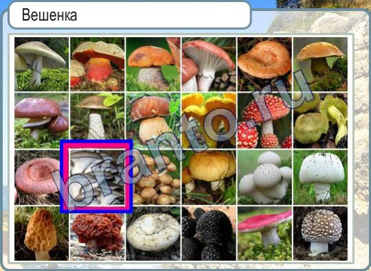 Игра Горячо-Холодно подсказки Уровень 598 вешенка