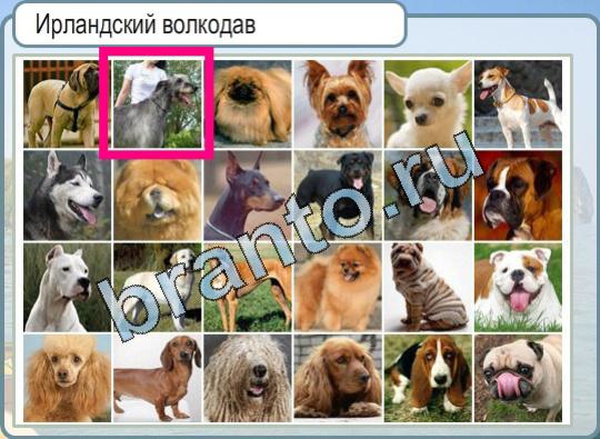 Горячо-Холодно игра ответы в одноклассниках Уровень 697 Ирландский волкодав