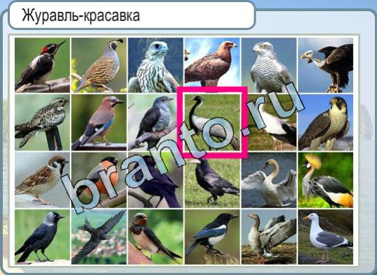 Горячо-Холодно ответы Уровень 698 журавль-красавка