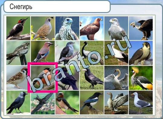 ответы на игру в одноклассниках Горячо-Холодно Уровень 726 для раскладки тортов