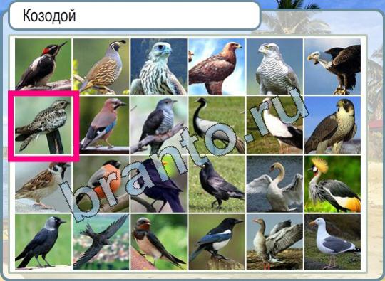 ответы к игре Горячо-Холодно Уровень 755 свинья шея