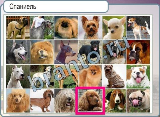 Горячо-Холодно игра ответы в одноклассниках Уровень 817