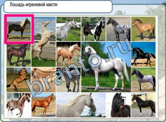 Горячо-Холодно ответы в картинках Уровень 856 лошадь игреневой масти