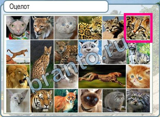 Игра Горячо-Холодно ответы Уровень 867