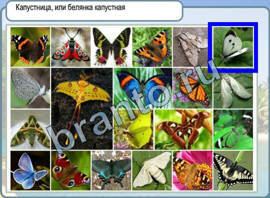 ответы на игру Горячо-Холодно Уровень 871 бабочка-капустница