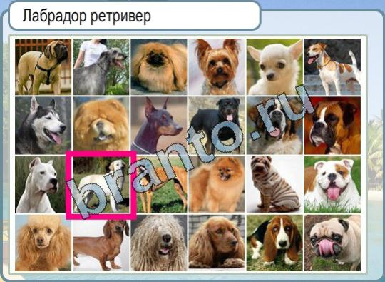 Решения на игру Горячо-Холодно Уровень 873 Лабрадор ретривер