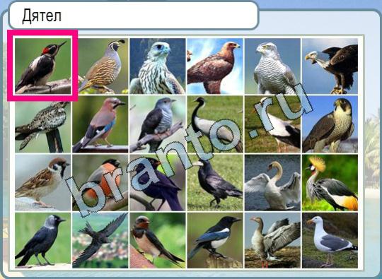 ответы к игре Горячо-Холодно Уровень 875 свинья шея