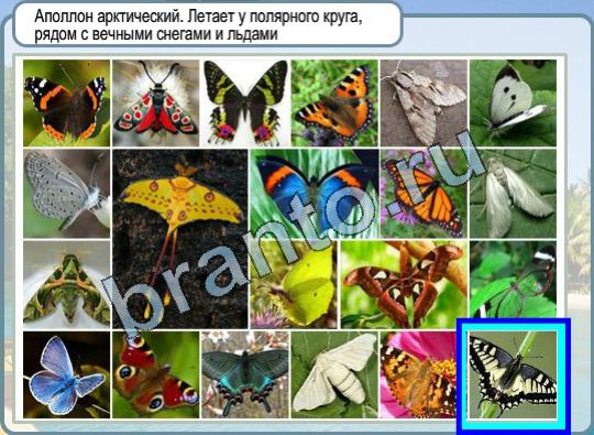 Горячо-Холодно игра подсказки Уровень 884 Аполлон арктический бабочка