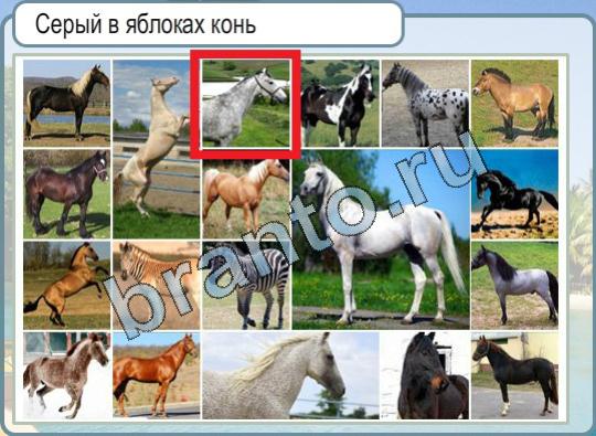 Игра Горячо-Холодно подсказки Уровень 888 Серый в яблоках конь