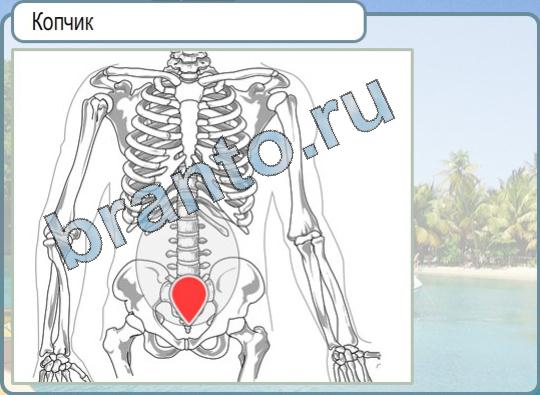 Горячо-Холодно игра ответы Уровень 893 копчик скелет