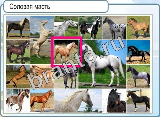 Горячо-Холодно игра помощь Уровень 925 лошадь соловая масть