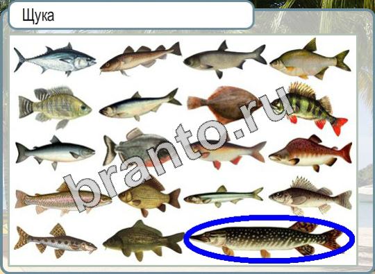 ответы на игру Горячо-Холодно Уровень 931 щука