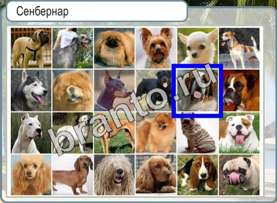 ответы к игре Горячо-Холодно Уровень 935 сенбернар