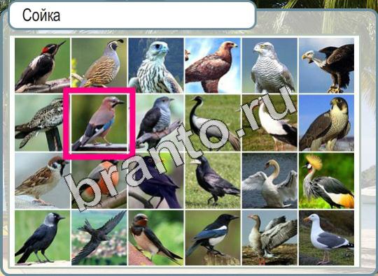 Горячо-Холодно подсказки Уровень 939 сойка