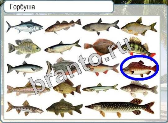 Горячо-Холодно игра подсказки Уровень 944 балийская кошка