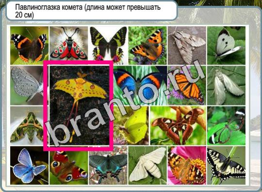 Игра Горячо-Холодно подсказки Уровень 948 бабочка Павлиноглазая комета