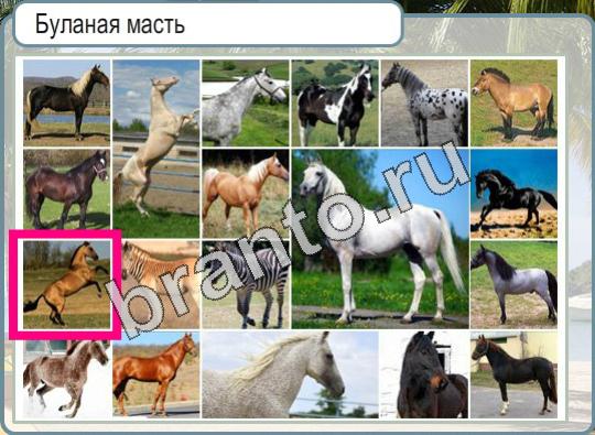 Игра Горячо-Холодно ответы Уровень 957 лошадь буланой масти