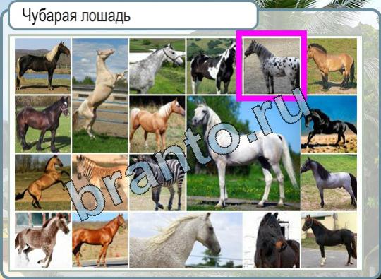 Игра Горячо-Холодно подсказки Уровень 988 Чубарая лошадь