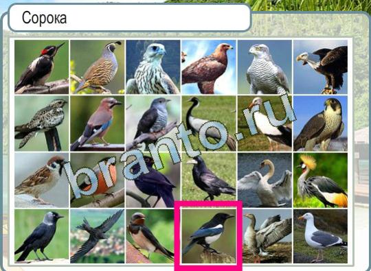 Горячо-Холодно ответы Уровень 1028 значок шевроле