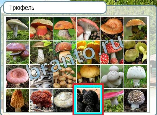 Игра Горячо-Холодно ответы Уровень 1047 гриб трюфель
