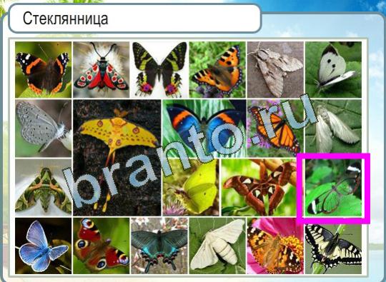 Игра Горячо-Холодно подсказки Уровень 1098 бабочка стеклянница