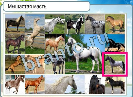 Игра Горячо-Холодно подсказки Уровень 1108 лошадь мышастой масти