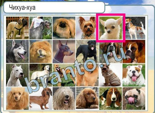 ответы на игру в одноклассниках Горячо-Холодно Уровень 1116 для раскладки тортов