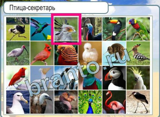 Горячо-Холодно игра ответы в одноклассниках Уровень 1117 птица-секретарь