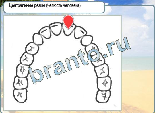 Горячо-Холодно игра подсказки Уровень 1124 центральные резцы