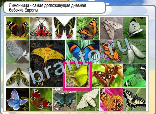 Игра Горячо-Холодно подсказки Уровень 1128 бабочка Лимонница