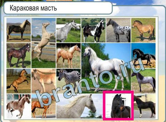 Игра Горячо-Холодно подсказки Уровень 1138 лошадь караковой масти