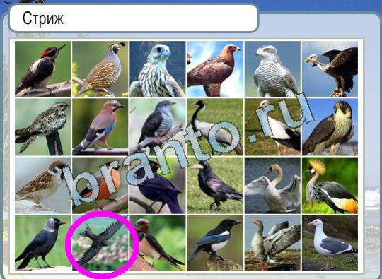 ответы на игру в одноклассниках Горячо-Холодно Уровень 1146 для раскладки тортов