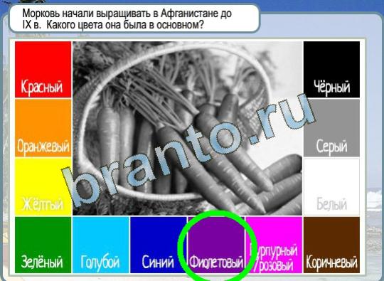 Горячо-Холодно игра подсказки Уровень 1154 балийская кошка