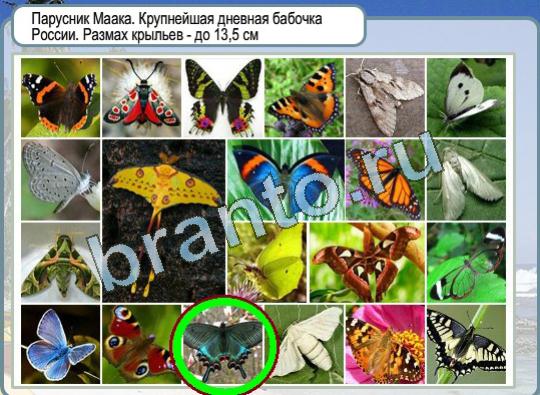 Игра Горячо-Холодно ответы Уровень 1157 бабочка Парусник Маака
