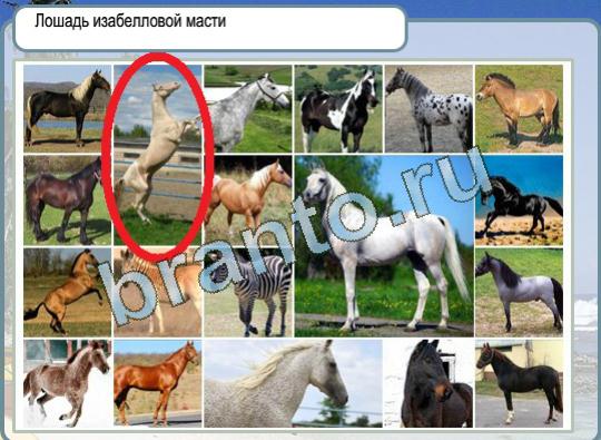 Игра Горячо-Холодно ответы Уровень 1167 лошадь изабелловой масти
